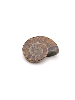 Ammonite