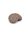 Ammonite
