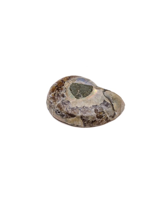 Ammonite
