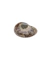 Ammonite