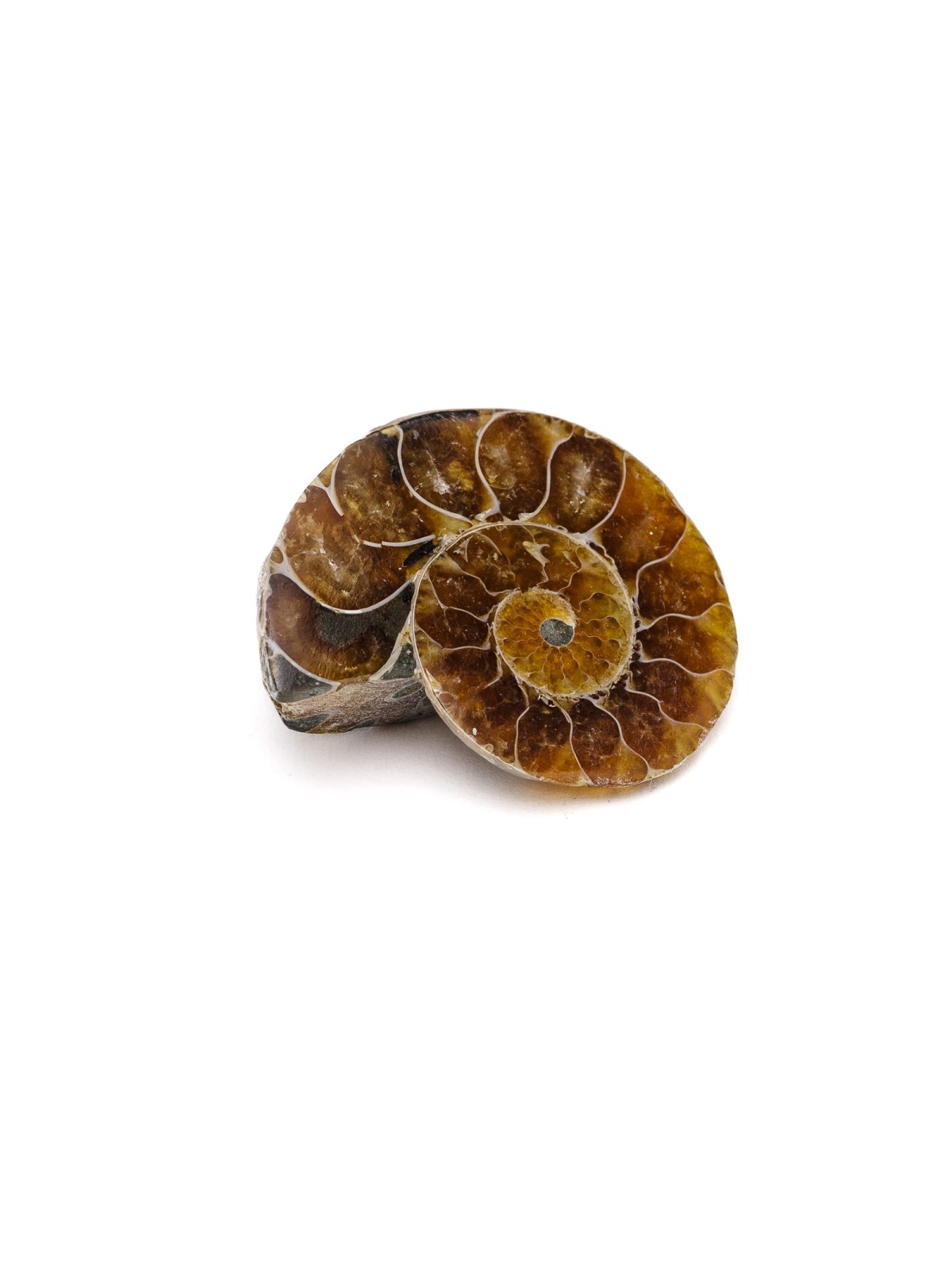 Ammonite