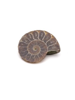 Ammonite