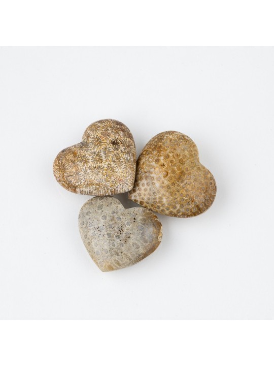 Fossil crystal: a fascinating rarity of nature