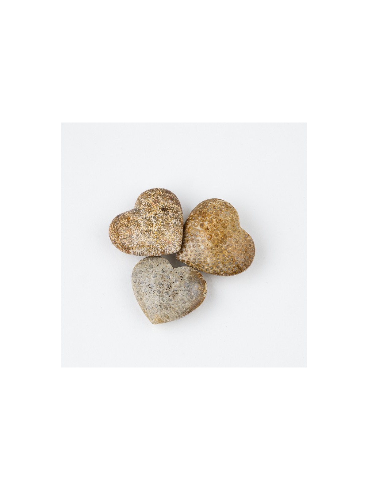 Fossil crystal: a fascinating rarity of nature