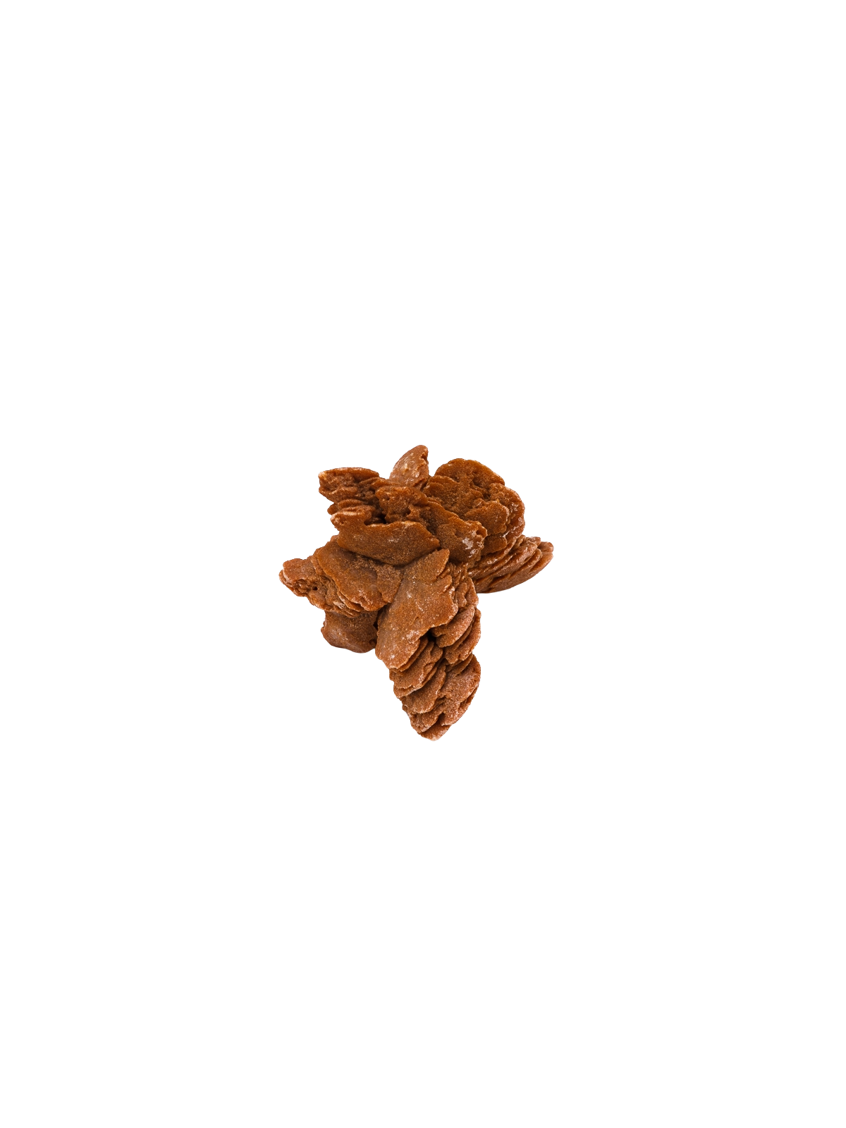 Desert rose: property, meaning and uses